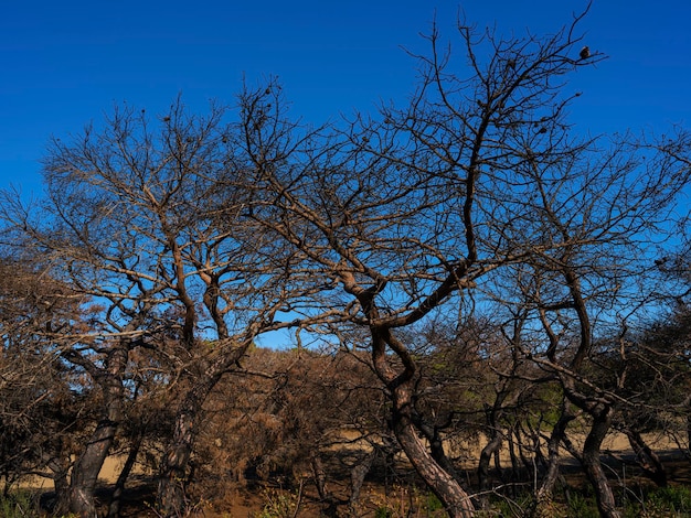 A burned trees in a forest