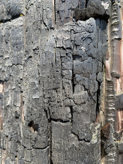 Burned wooden board texture for background