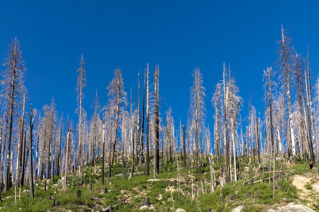 Burned young trees in yosemite national park