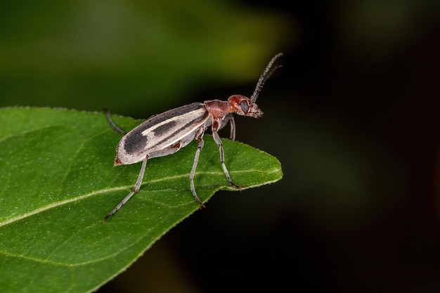 Burning Blister Beetle of the Genus Epicauta