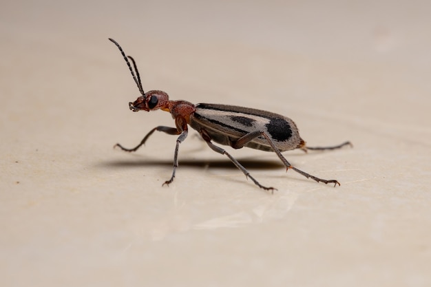 Burning Blister Beetle of the Genus Epicauta