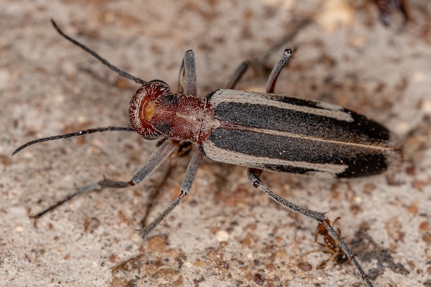 マメハンミョウ属の燃えるツチハンミョウ