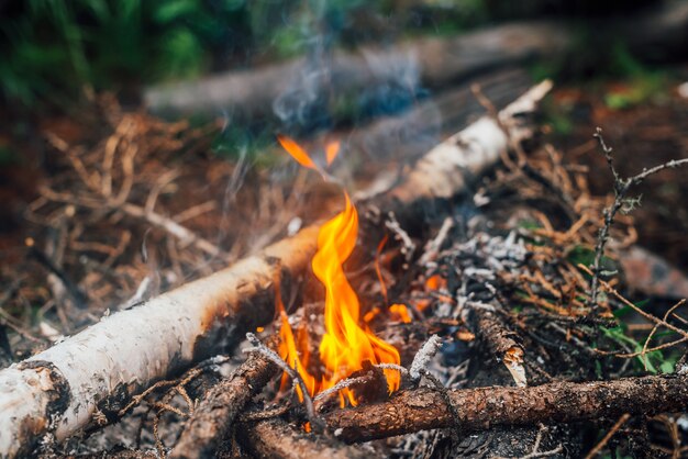 Burning branches and brushwood in fire closeup.