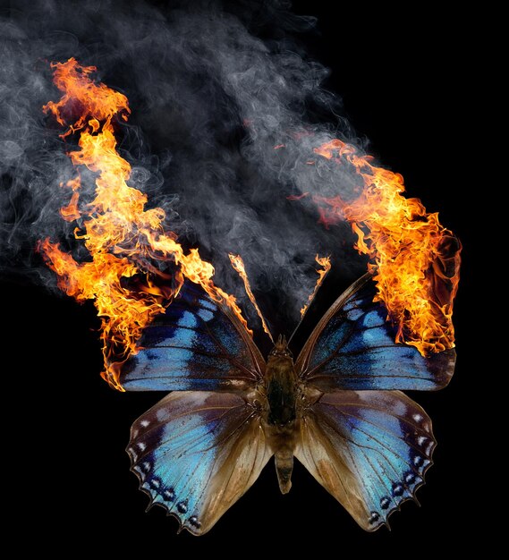 Photo burning butterfly