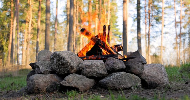 Burning Campfire in the forest