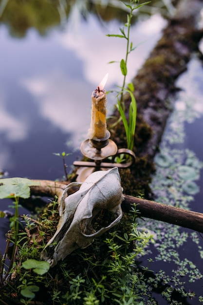 Burning candle and old scull in the enchanted forest occult esoteric concept