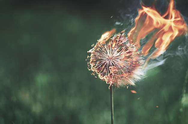 Burning dandelion with flames on a green background