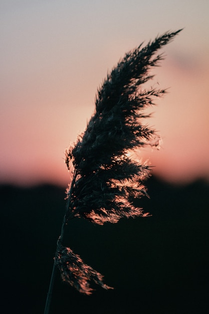 burning dandelions