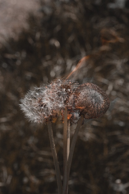 burning dandelions