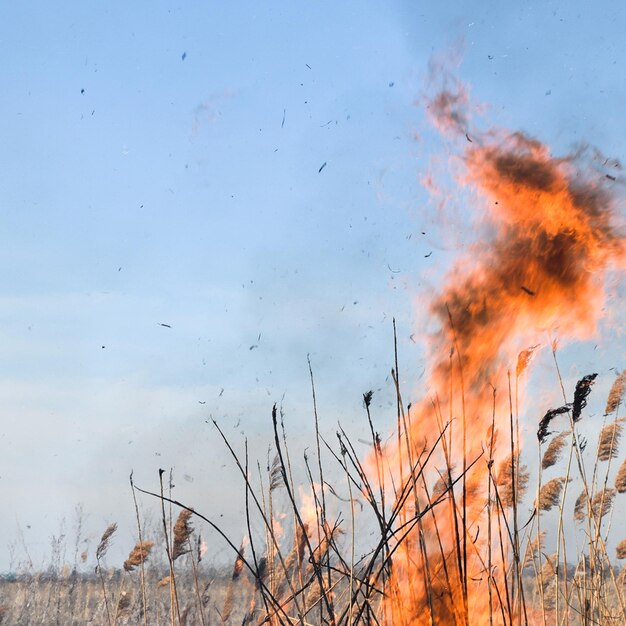 Photo burning dry grass and reeds