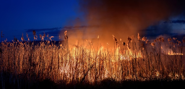 Foto brucia il fuoco di notte sulle canne. inquinamento da fumo