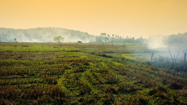 Burning plantings in Africa