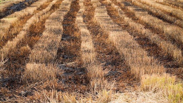 写真 収穫後の田んぼで稲の無精ひげを燃やす。