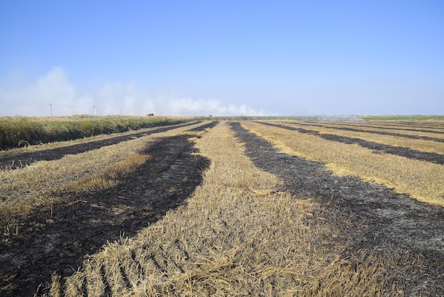 burning track in paddy field Landscape burning field