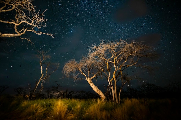 별이 빛나는 하늘 라 팜파 지방 파타고니아 아르헨티나 밤에 촬영 불타는 나무