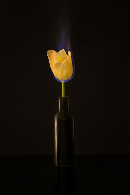 Burning tulip on black background