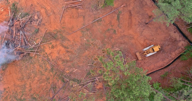 Burning uprooted trees as part of process preparing land for construction houses