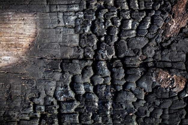 Burnt black board texture Burnt wood wall