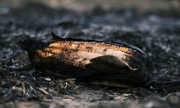 Photo burnt corn in the field