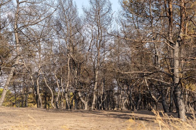Сгоревший лес после пожара в Украине