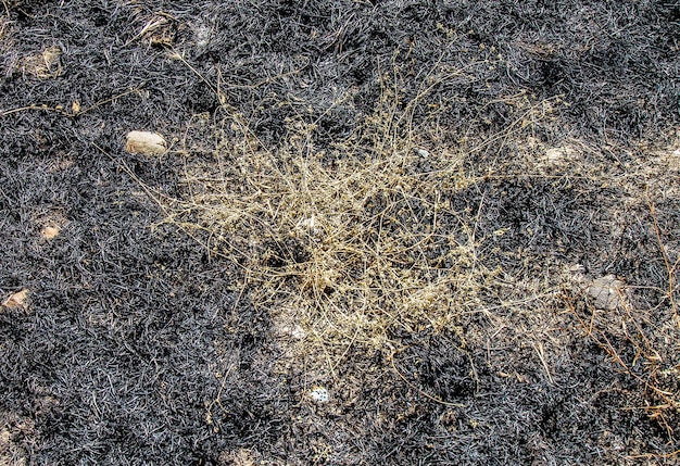 Burnt grass as a background