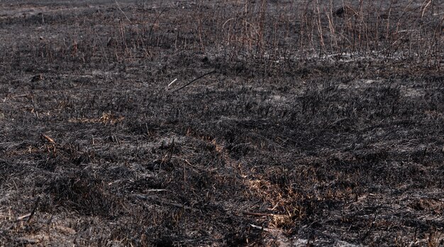 Burnt grass in the field. Arson of grass. Burned earth after a fire.