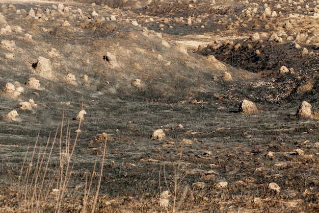 Burnt grass in spring ,Closeup arson and burned dry grass