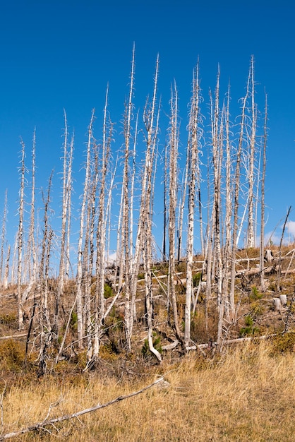 Photo burnt lodge pole pine trees in glacier national park