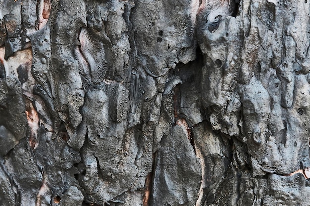 Burnt pine barkBackground of burnt tree trunk