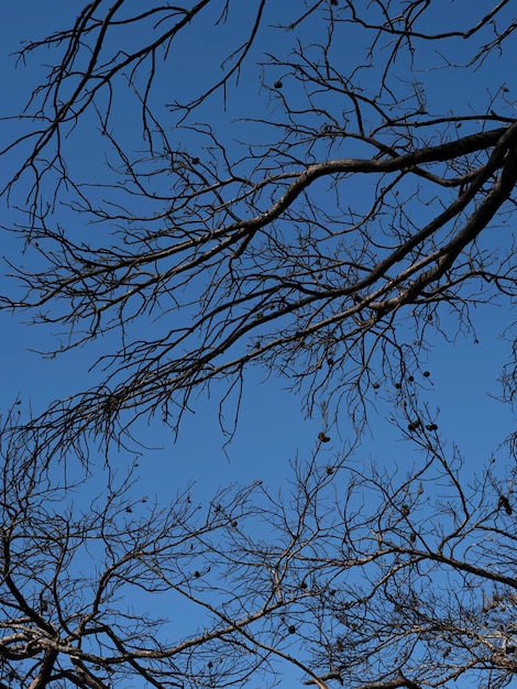焦げた木の枝と青空の背景