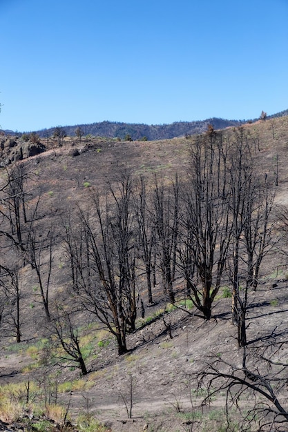 Burnt Trees on the side of a Mountain along the Road Summer Season