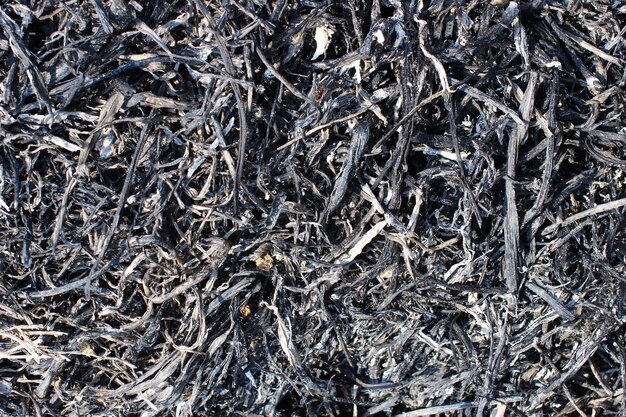 Burnt twigs close-up