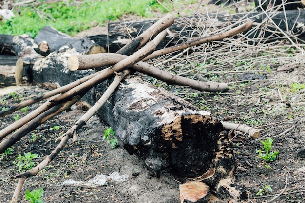 焦げた木の質感、石炭。山火事の結果。