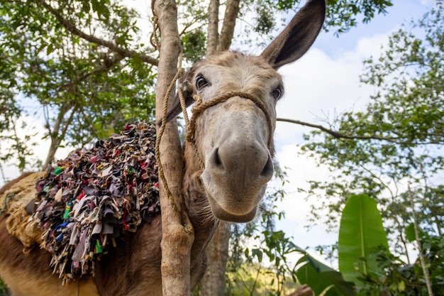 Burro marrÃƒÂƒÃ‚Â³n en el campo, animales de granja en libertad, jarabacoa repÃÃ‚Âºblica dominicana