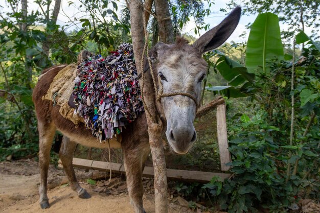 Burro marrÃÂÃÂ³n en el campo, animales de granja en libertad, jarabacoa repÃÂÃÂºblica dominicana