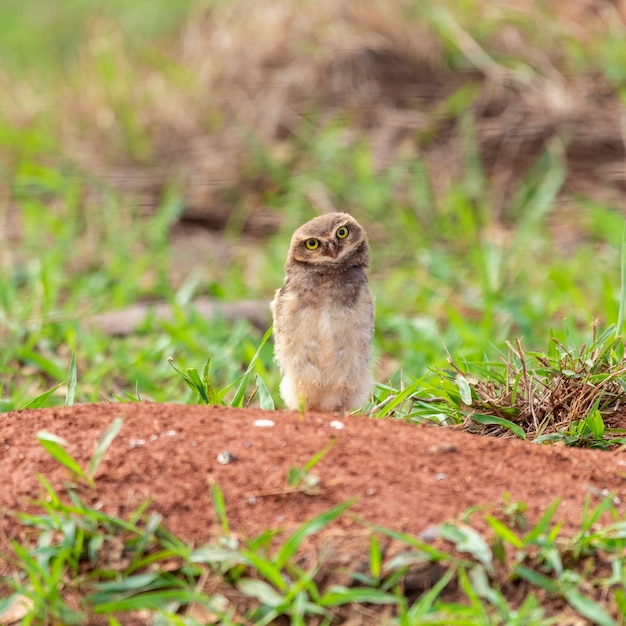 The Burrowing Owl, also called Field Caburet, Beach Owl, Field Owl, Miner , is called the "Burrowing Owl" for living in holes dug in the soil.