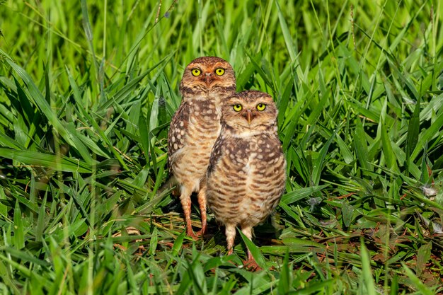 The burrowing owl, chiamato anche field caburet