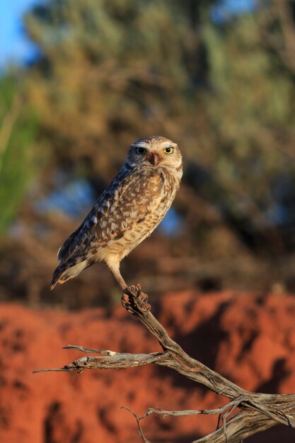 アリゾナ砂漠のアナホリフクロウ