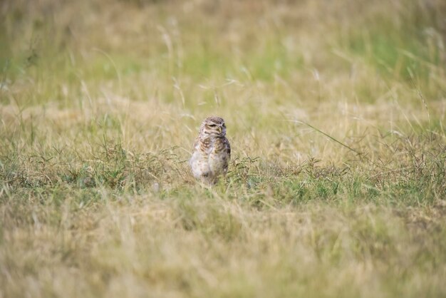 Burrowing Owl Athene cunicularia kijkend naar de camera Provincie La pampa Patagonië Argentinië