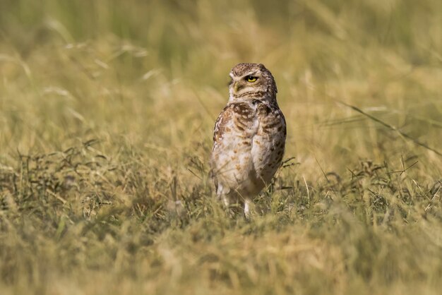 Burrowing Owl Athene cunicularia kijkend naar de camera Provincie La pampa Patagonië Argentinië