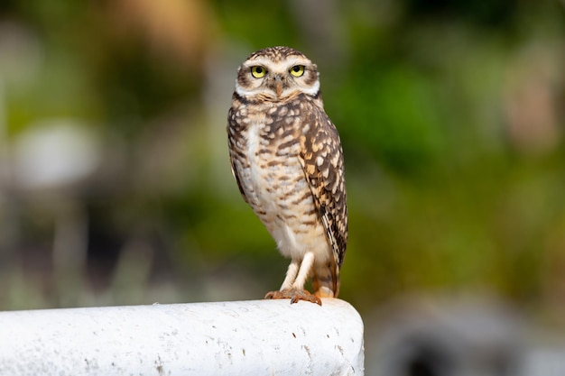 売上特価 水性 木版画 barn owl 面梟 メンフクロウ ふくろう 桜