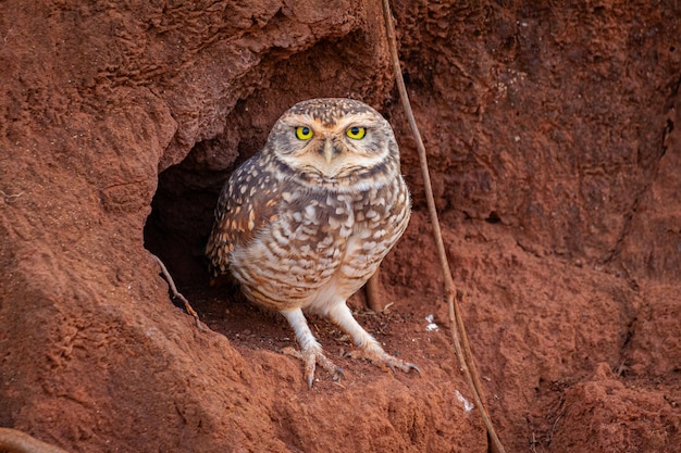 Foto gufo scavatore athene cunicularia