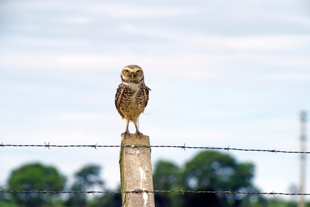 Burrowing owl over fence post in the field
