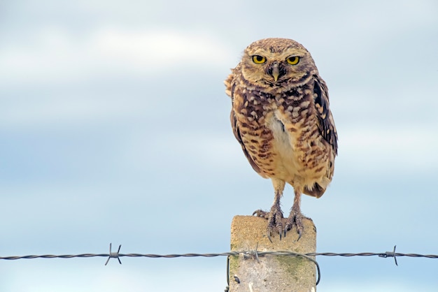 Burrowing owl over fence post in the field