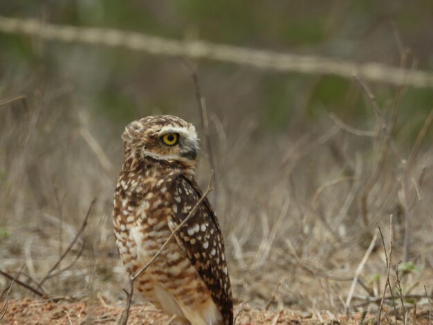 Burrowing owl on the ground