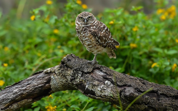 A burrowing owl sits on a branch in a field of flowers.