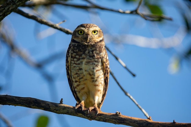 A burrowing owl sits on a branch in a tree.