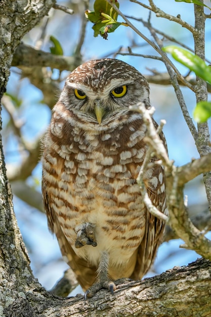 A burrowing owl sits in a tree.