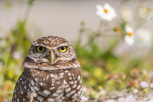 アナホリフクロウを見つめて