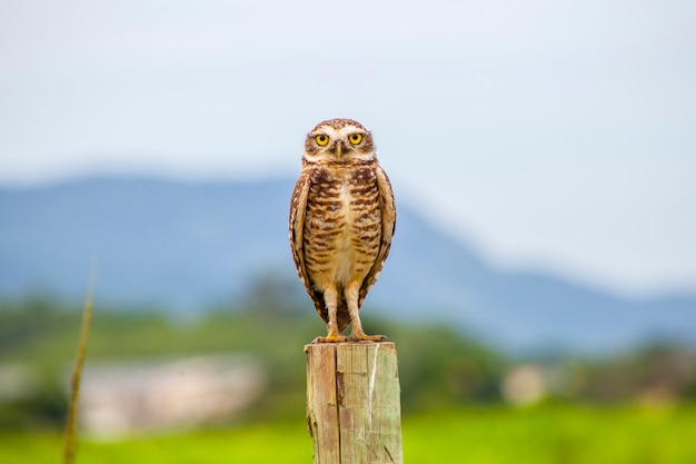 Photo burrowing owl, very popular bird in brazil